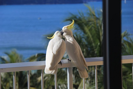 Hamilton-Island-Queensland-450x300